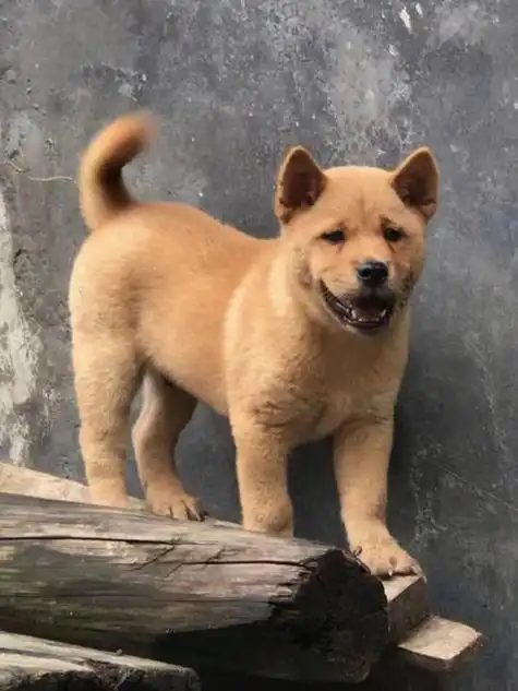 中华田园犬是我们本土的狗狗,但是因为许多外来犬种的