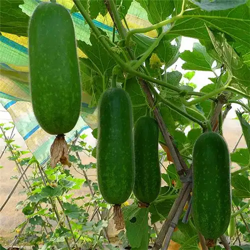 林庄园广东毛节瓜400g个 新鲜时鲜蔬菜 江浙沪皖5件顺丰包邮 - 价格9.