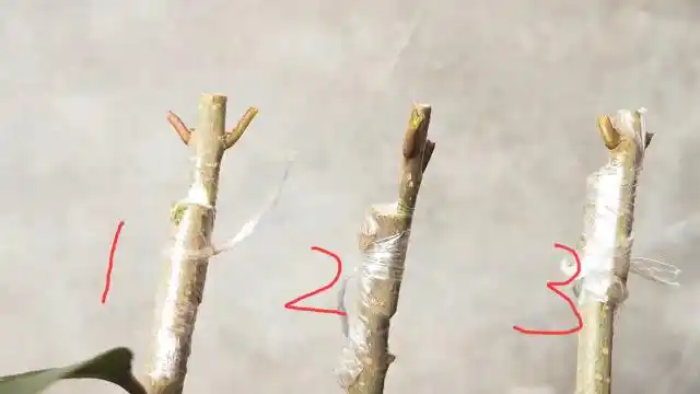 又到了最佳嫁接时节,今天给大家演示3种最常用的枝接法,学习一下