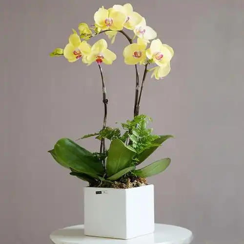 黄色蝴蝶兰盆栽花卉绿植盆栽送朋友长辈生日开张开业乔迁领导朋友长辈