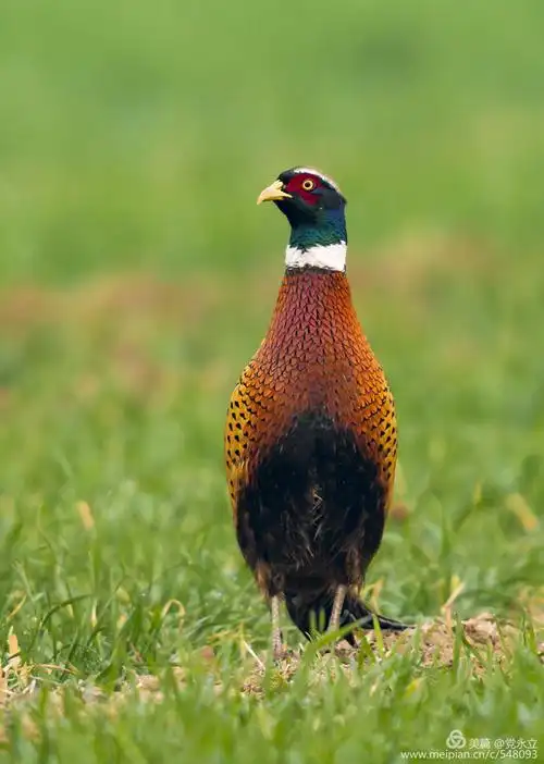 七彩山鸡真漂亮!