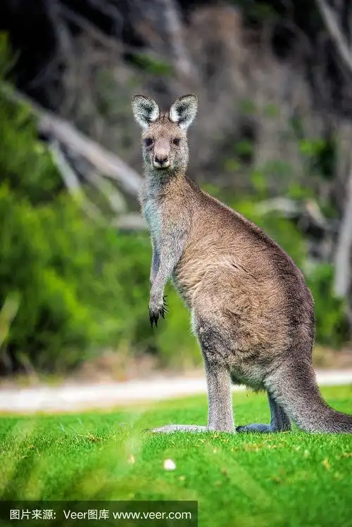 东部灰袋鼠(大袋鼠)