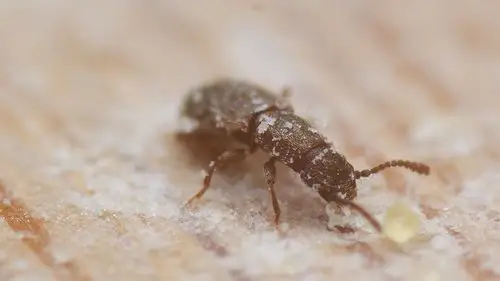 玉米面里的害虫----锯谷盗,北方俗称油子--微距