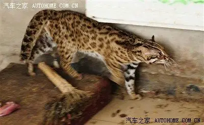 抓鸡虎,学名豹猫,晚上跑山路常看见.
