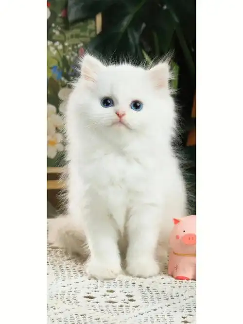 纯白长毛弟弟🧸双蓝眼