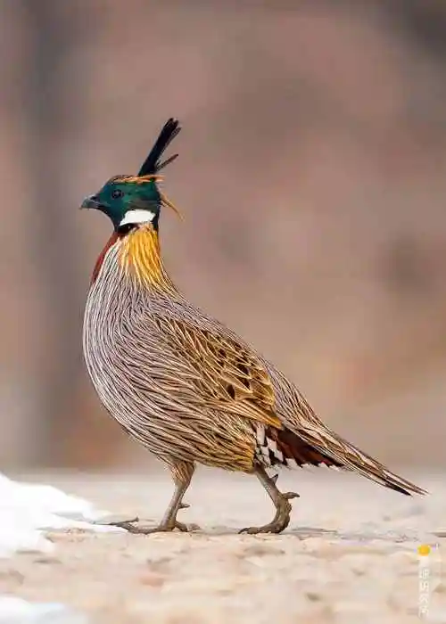 最为常见的是鸡形目-雉科鸟类,如鹧鸪,鹌鹑等.