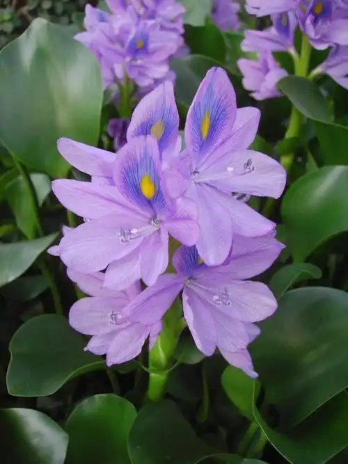 开心园‖原创 凤眼蓝