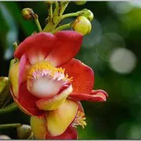 花开菩提微信头像图片【点击鼠标右键下载】