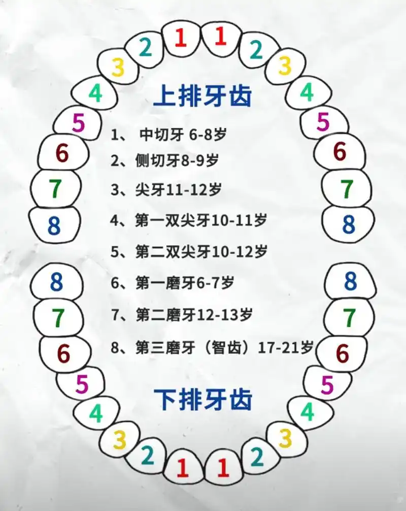 儿童换牙顺序你知道吗 儿童在乳牙换牙期间要多吃含纤维素高,有一定