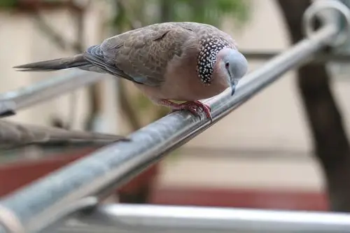 珠颈斑鸠  spotted dove    spilopelia chinensis   鸽形目  鸠鸽科