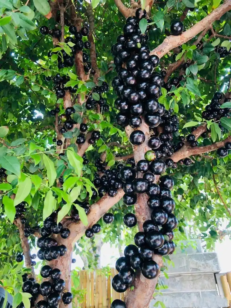 长在树上的葡萄 沙巴嘉宝果又叫树葡萄,树龄要达到6年以上才能开花