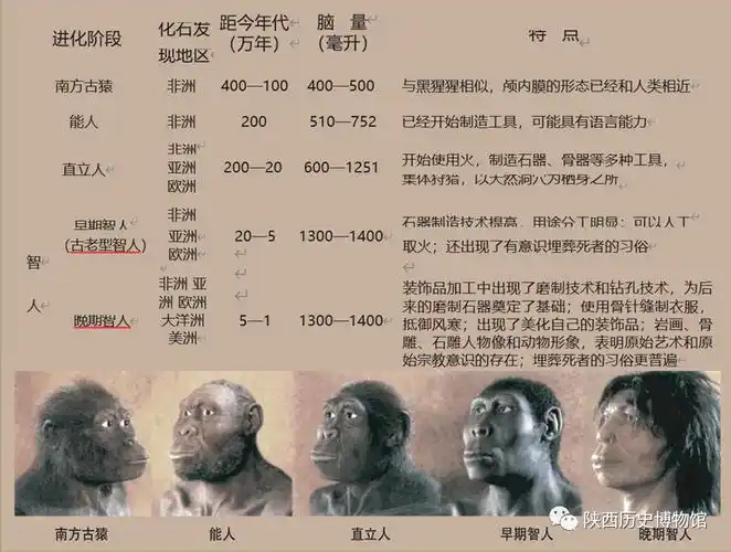古人类进化简表学术界虽已公认人是由猿发展而来的,但人类不是从某一