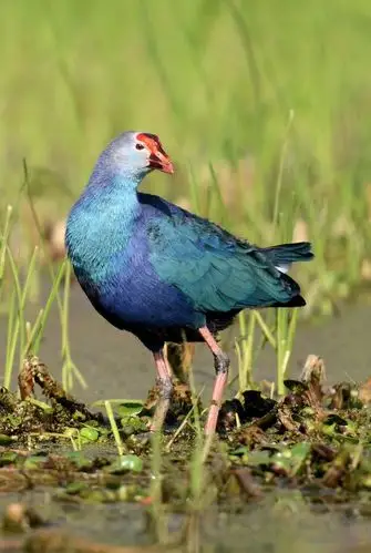 紫水鸡:鸟纲,国家三级保护动物