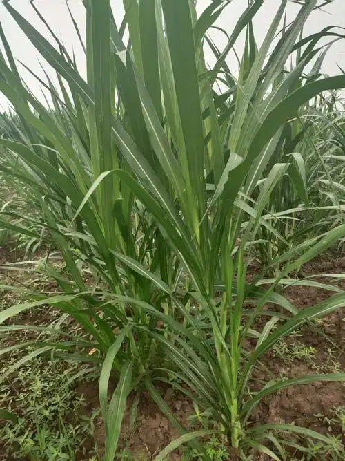 金牧粮草 - 美篇