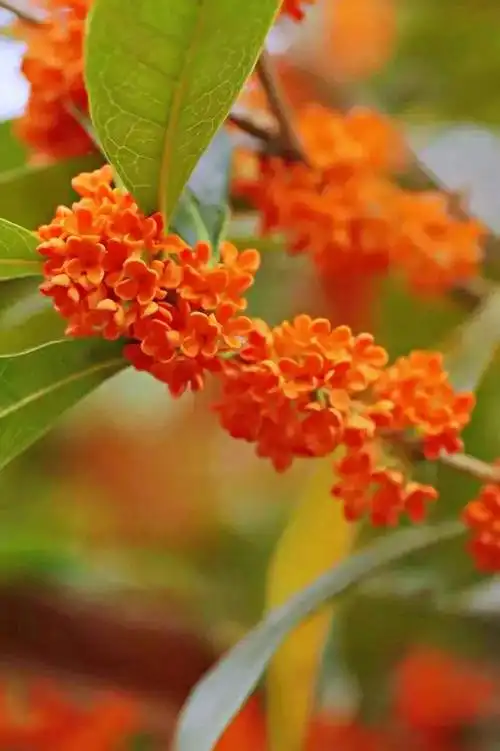 桂花状元红～树冠圆球形,花色橙红,花径大花量多,观赏价值极高