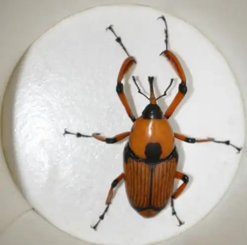 展开全部 竹象鼻虫 也叫竹象