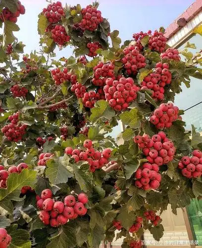 山楂树礼赞,纪念家中去世的山楂树