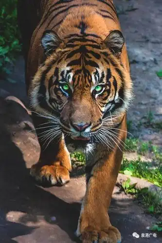 精彩!史上最勇敢的猴子,把两只老虎戏弄得没了脾气!