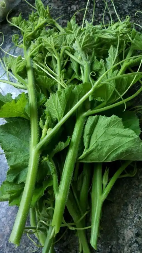 清炒南瓜藤的做法_菜谱_豆果美食