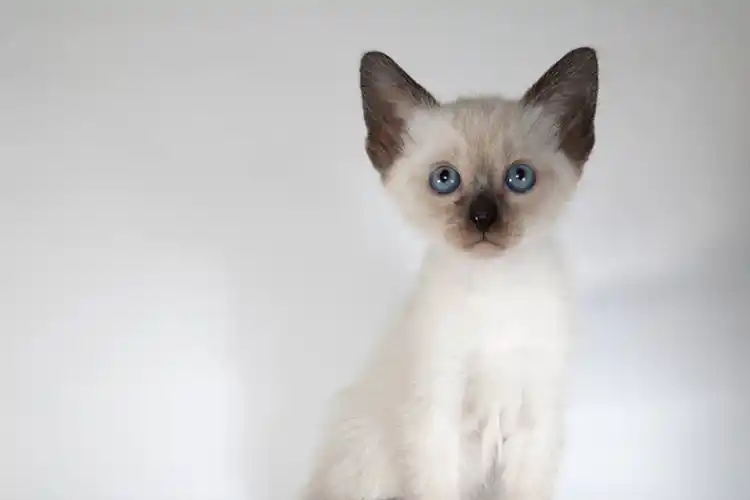 猫中哈奇士,暹罗猫好养吗?性格如何?_猫咪_品种_生活