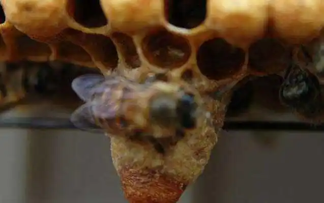 如果王台的颜色较深则可能是即将要出台了