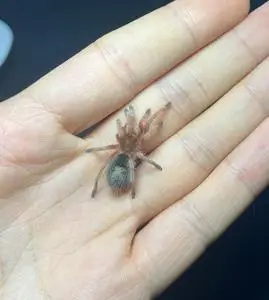 智利火玫瑰宠物蜘蛛小母,去年自繁苗子压大,留种了一些,多余的