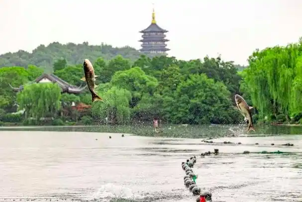 高考中考刚结束,杭州西湖小南湖出水口,又现"鱼跃龙门"的壮观景象.