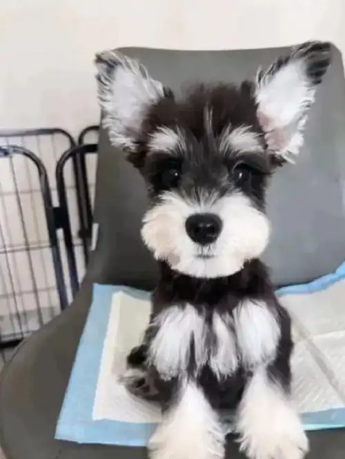 小老头雪纳瑞,养不起了