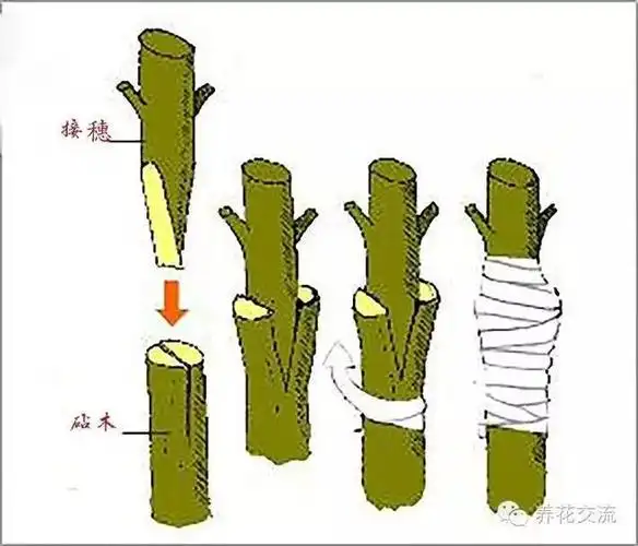 学会这两种嫁接方法,我变成了一个"高技"的花友!