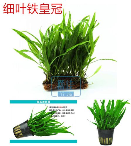 铁皇冠 细叶铁鹿角铁皇冠 鱼缸水族箱造景 沉木造景可绑水草