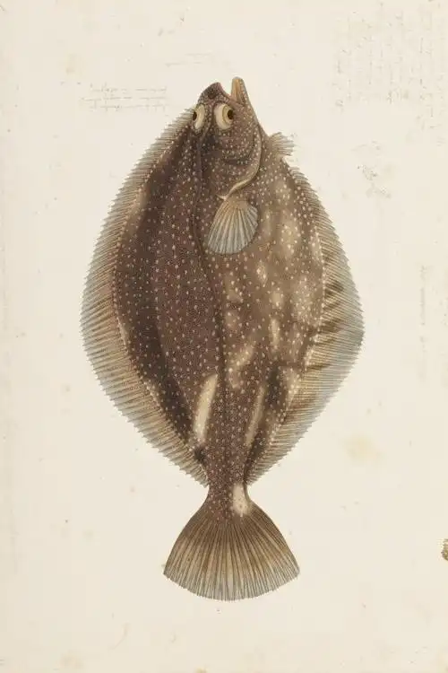 鱼类图鉴比目鱼