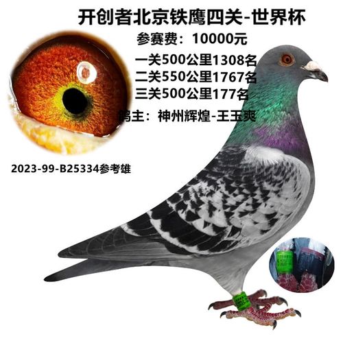 千公里冠军鸽信鸽成绩鸽公棚特比杨阿腾外国圆环种鸽血统鸽天落鸟