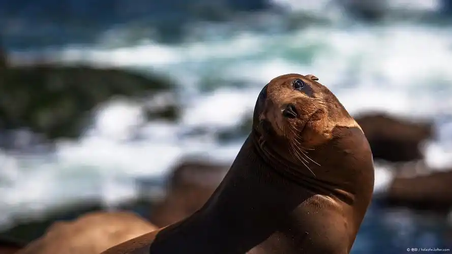海狮