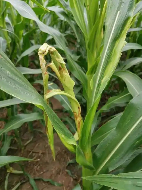 紧急提醒三伏天玉米黄叶白边烂边当心这两种病害