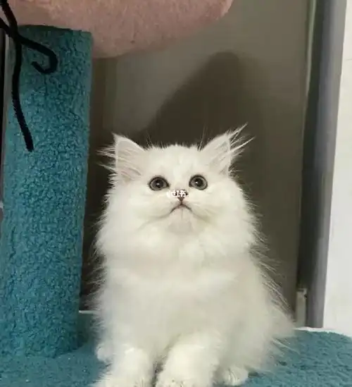 捡漏!自家金吉拉幼崽给90就抱走