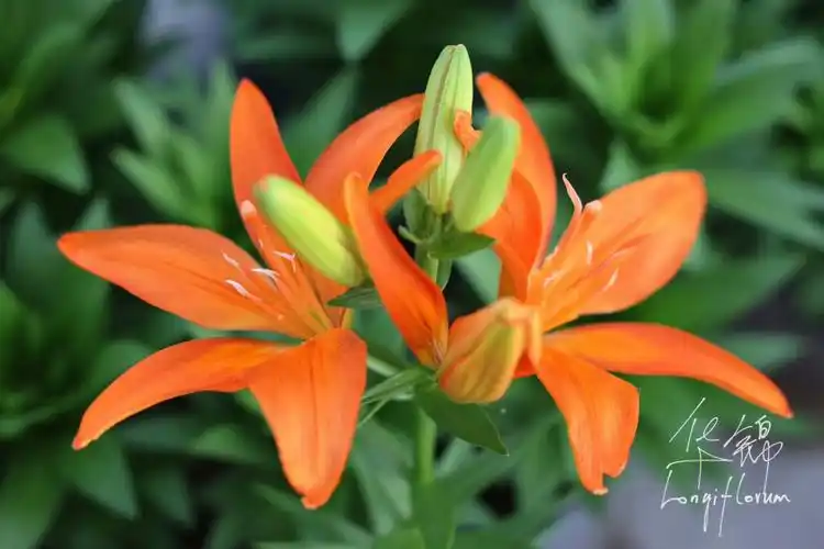 百合(asiatic)【亲本】-【颜色】雾面南瓜橙【花型】半重瓣/舒展/向上