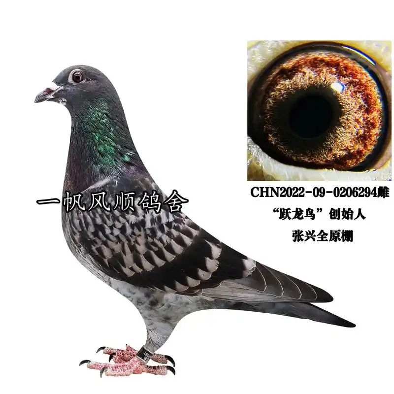 吴淞跃龙系 #一帆风顺鸽舍  原棚砂眼跃龙,本人仅收藏两羽 - 抖音