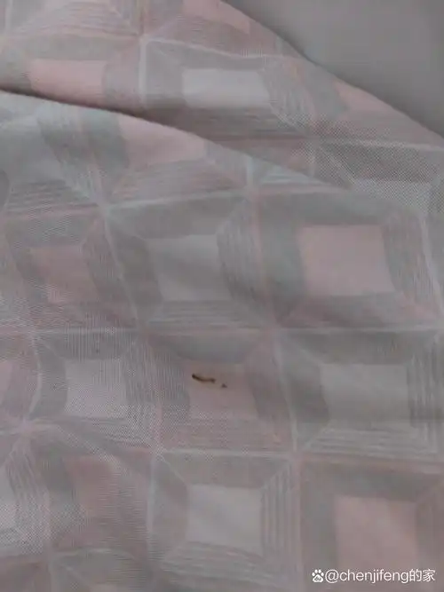 在床上这是什么虫子