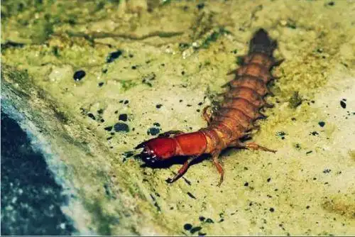 蜻怕口道不子没膀虫什.鬼身上像还毒.是有色它,么白.