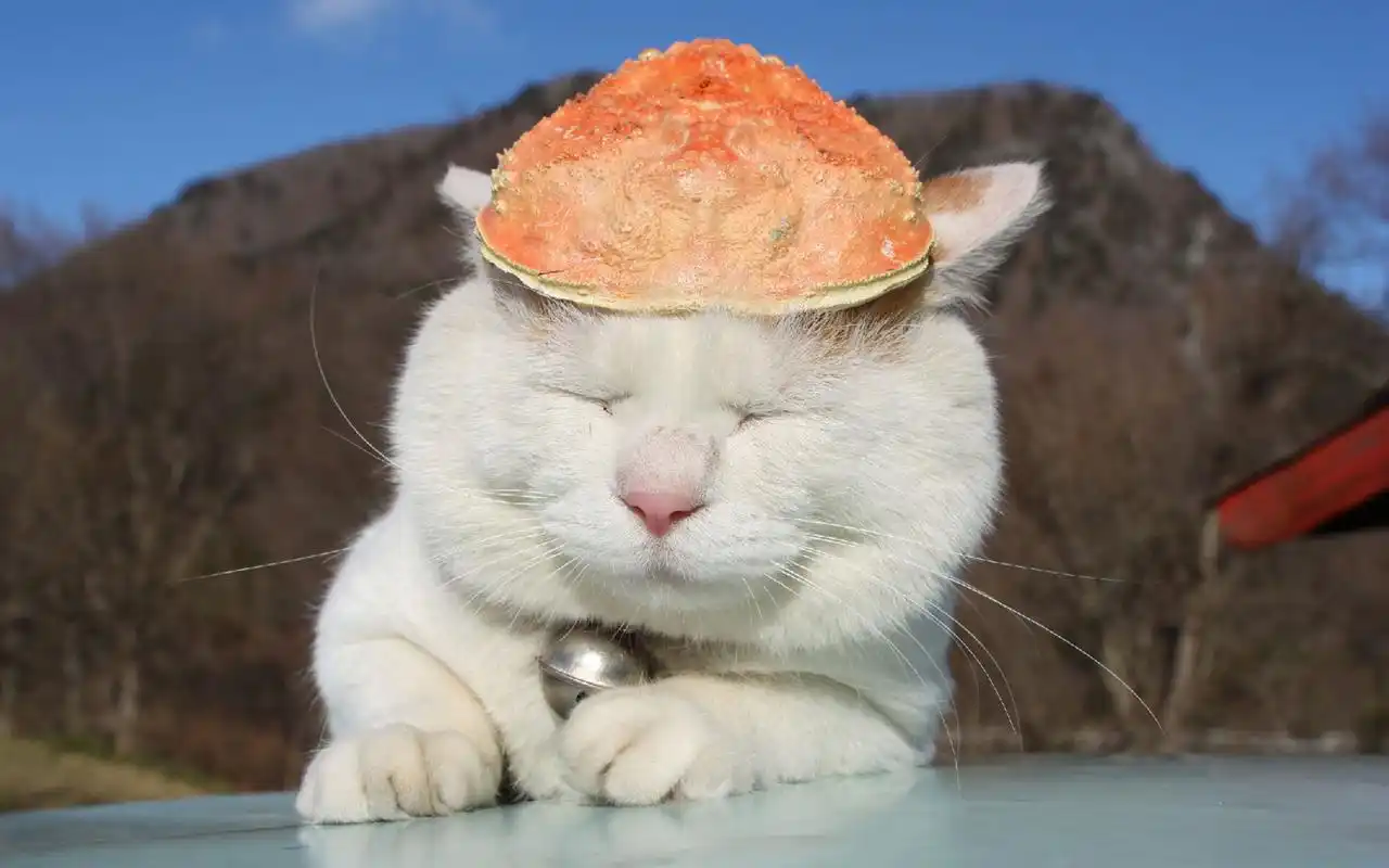 爱卖萌的可爱白色猫咪搞笑图片桌面壁纸高清