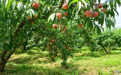 阳澄湖畔生态水蜜桃上市 "生物链循环"还原传统种植模式