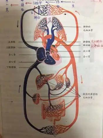 求人体心脏的血流循环过程 生物学科方面,用图表示