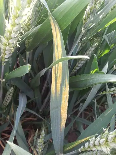 说说小麦对锈病的抗性表现 - 麦s - 欢迎您来到麦s博客