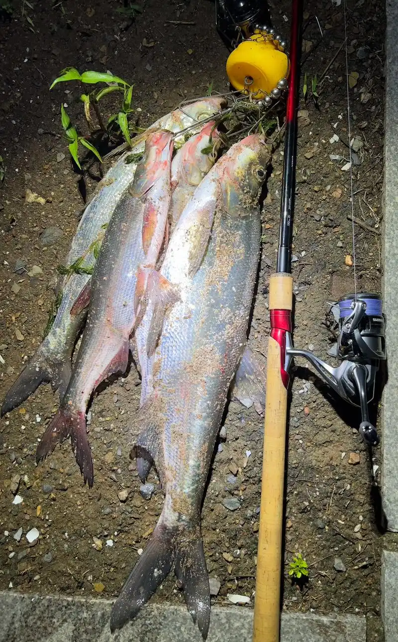 野钓翘嘴还是晚上好