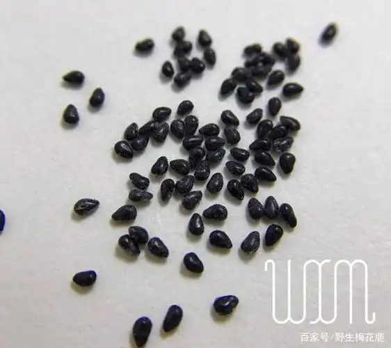 吃完火龙果,我收获了一盆多肉