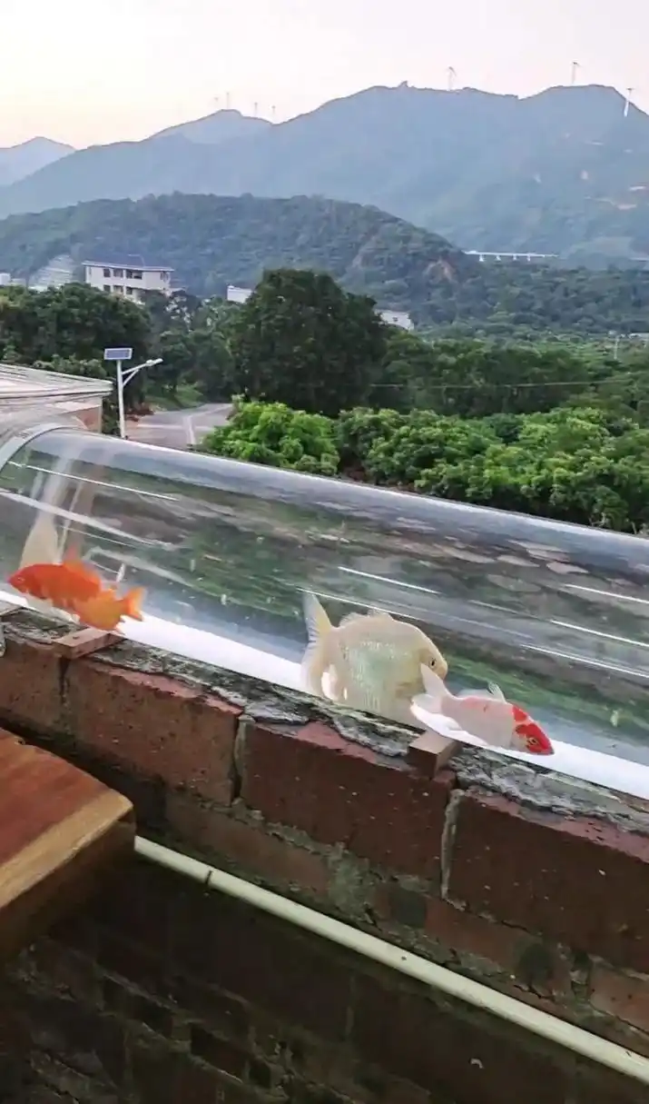 这是天才设计啊,一房主在阳台设计的鱼缸,既美观又能养鱼其乐无穷,太