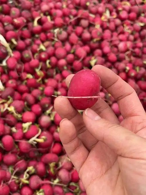 小红萝卜捡不捡