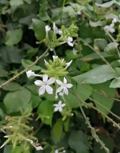 白花丹 别名:白雪花,白皂药,山波苓,一见消,乌面马,火灵丹,假茉莉,猛