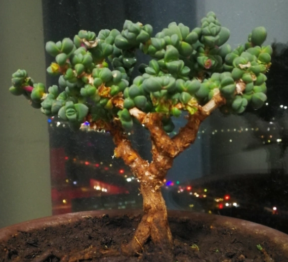 鹿角海棠能养成这样的老桩,不坚持养4到5年,很难出这样的状态