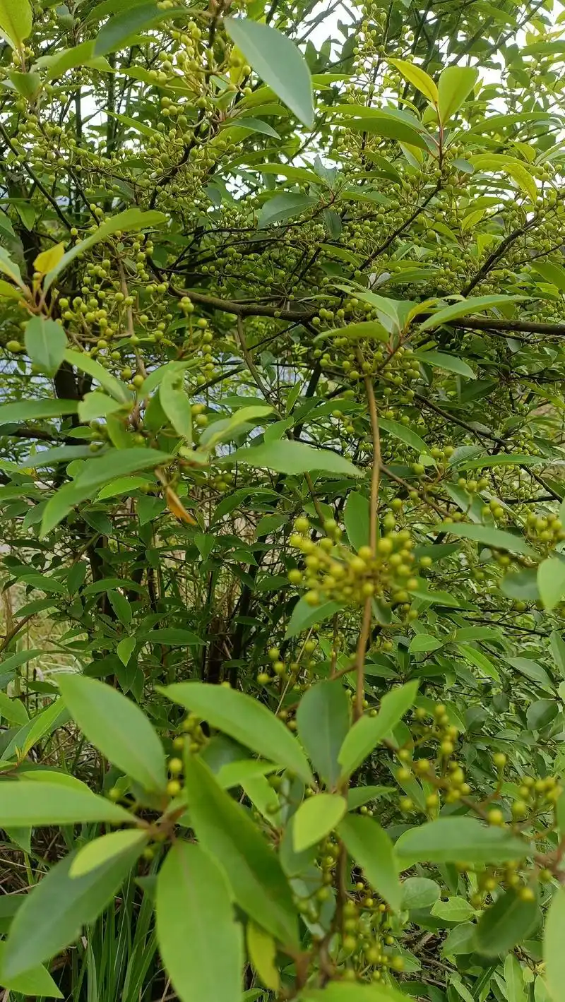最不用成本的纯野生山苍子,提炼精油的原材料,就是采收比较耗时 - 抖